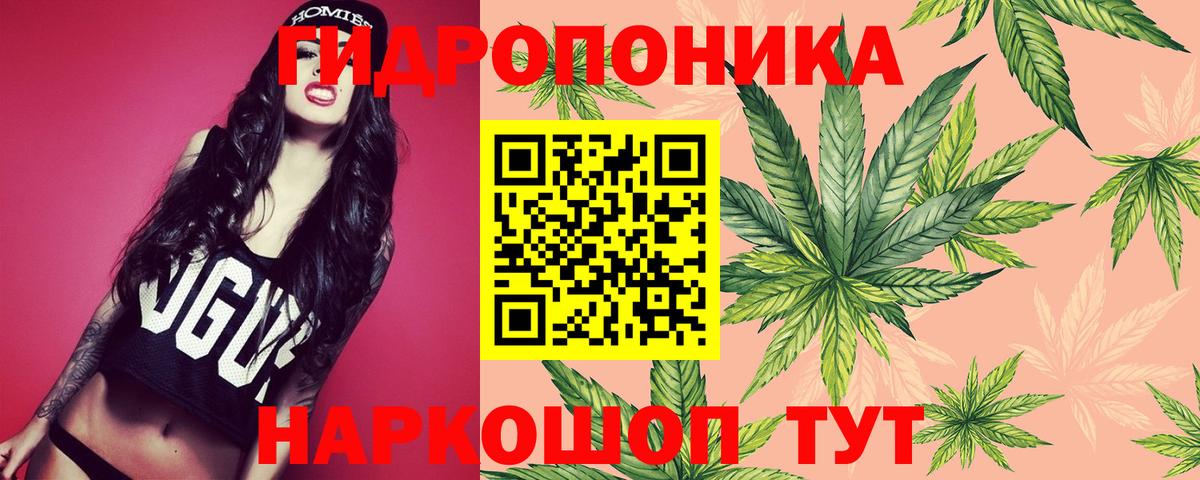 МАРИХУАНА сатива Бор